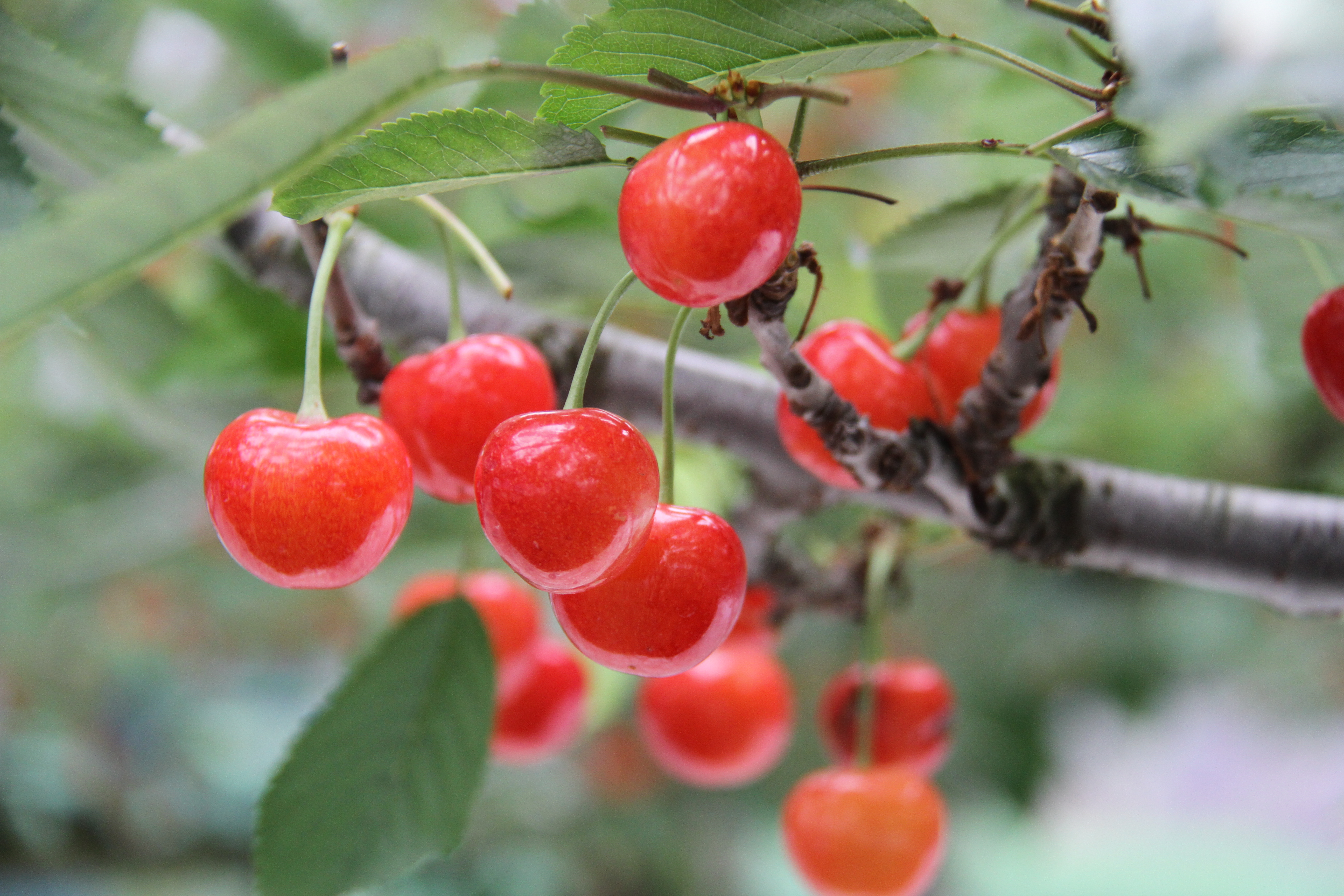 さくらんぼ新ブランド「恋の雫」販売へ｜新着情報｜JA全農いわて